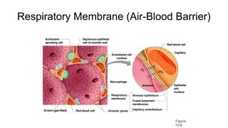 Respiratory Membrane (Air-Blood Barrier)
Figure
13.6
 