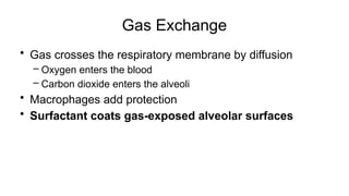 Gas Exchange
• Gas crosses the respiratory membrane by diffusion
– Oxygen enters the blood
– Carbon dioxide enters the alveoli
• Macrophages add protection
• Surfactant coats gas-exposed alveolar surfaces
 
