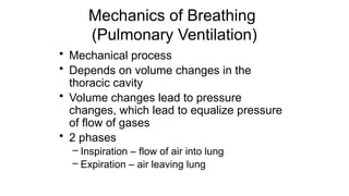 Mechanics of Breathing
(Pulmonary Ventilation)
• Mechanical process
• Depends on volume changes in the
thoracic cavity
• Volume changes lead to pressure
changes, which lead to equalize pressure
of flow of gases
• 2 phases
– Inspiration – flow of air into lung
– Expiration – air leaving lung
 