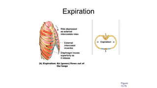 Expiration
Figure
13.7b
 