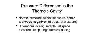 Pressure Differences in the
Thoracic Cavity
• Normal pressure within the pleural space
is always negative (intrapleural pressure)
• Differences in lung and pleural space
pressures keep lungs from collapsing
 