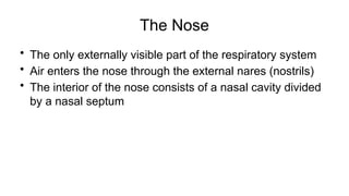 The Nose
• The only externally visible part of the respiratory system
• Air enters the nose through the external nares (nostrils)
• The interior of the nose consists of a nasal cavity divided
by a nasal septum
 