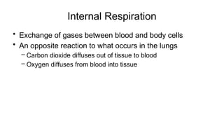 Internal Respiration
• Exchange of gases between blood and body cells
• An opposite reaction to what occurs in the lungs
– Carbon dioxide diffuses out of tissue to blood
– Oxygen diffuses from blood into tissue
 
