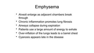 Emphysema
• Alveoli enlarge as adjacent chambers break
through
• Chronic inflammation promotes lung fibrosis
• Airways collapse during expiration
• Patients use a large amount of energy to exhale
• Over-inflation of the lungs leads to a barrel chest
• Cyanosis appears late in the disease
 