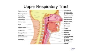 Upper Respiratory Tract
Figure
13.2
 