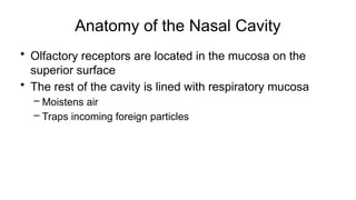 Anatomy of the Nasal Cavity
• Olfactory receptors are located in the mucosa on the
superior surface
• The rest of the cavity is lined with respiratory mucosa
– Moistens air
– Traps incoming foreign particles
 