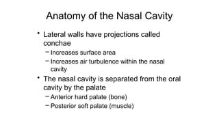 Anatomy of the Nasal Cavity
• Lateral walls have projections called
conchae
– Increases surface area
– Increases air turbulence within the nasal
cavity
• The nasal cavity is separated from the oral
cavity by the palate
– Anterior hard palate (bone)
– Posterior soft palate (muscle)
 