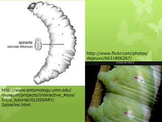 Respiratory system of insects and respiration.pptx
