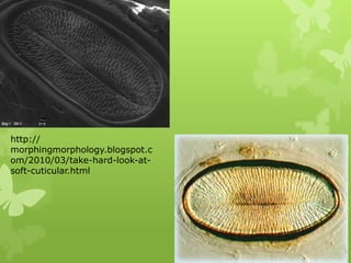 Microtrichae Insects Respiratory system of insects and respiration.pptx