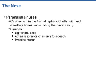 The Nose
• Paranasal sinuses
⚬Cavities within the frontal, sphenoid, ethmoid, and
maxillary bones surrounding the nasal cavity
⚬Sinuses:
￭ Lighten the skull
￭ Act as resonance chambers for speech
￭ Produce mucus
 