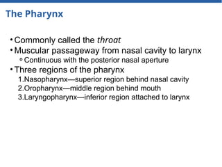 The Pharynx
• Commonly called the throat
• Muscular passageway from nasal cavity to larynx
⚬Continuous with the posterior nasal aperture
• Three regions of the pharynx
1.Nasopharynx—superior region behind nasal cavity
2.Oropharynx—middle region behind mouth
3.Laryngopharynx—inferior region attached to larynx
 