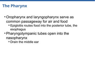 The Pharynx
• Oropharynx and laryngopharynx serve as
common passageway for air and food
⚬Epiglottis routes food into the posterior tube, the
esophagus
• Pharyngotympanic tubes open into the
nasopharynx
⚬Drain the middle ear
 