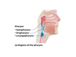 Pharynx
• Laryngopharynx
• Nasopharynx
• Oropharynx
(a) Regions of the pharynx
 