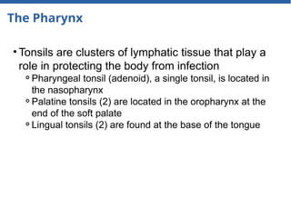 The Pharynx
• Tonsils are clusters of lymphatic tissue that play a
role in protecting the body from infection
⚬Pharyngeal tonsil (adenoid), a single tonsil, is located in
the nasopharynx
⚬Palatine tonsils (2) are located in the oropharynx at the
end of the soft palate
⚬Lingual tonsils (2) are found at the base of the tongue
 