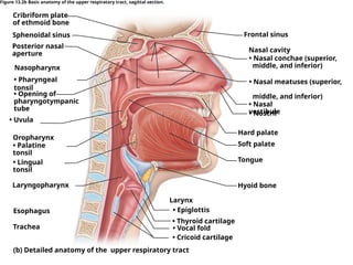 Frontal sinus
Oropharynx
Trachea
Nasal cavity
Hyoid bone
Cribriform plate
of ethmoid bone
• Palatine
tonsil
• Lingual
tonsil
Laryngopharynx
Esophagus
• Nasal conchae (superior,
middle, and inferior)
• Nasal meatuses (superior,
middle, and inferior)
• Nasal
vestibule
• Nostril
Hard palate
Soft palate
Tongue
Larynx
• Epiglottis
• Thyroid cartilage
• Vocal fold
• Cricoid cartilage
Sphenoidal sinus
Posterior nasal
aperture
Figure 13.2b Basic anatomy of the upper respiratory tract, sagittal section.
(b) Detailed anatomy of the upper respiratory tract
• Opening of
pharyngotympanic
tube
Nasopharynx
• Pharyngeal
tonsil
• Uvula
 