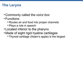 The Larynx
• Commonly called the voice box
• Functions
⚬Routes air and food into proper channels
⚬Plays a role in speech
• Located inferior to the pharynx
• Made of eight rigid hyaline cartilages
⚬Thyroid cartilage (Adam’s apple) is the largest
 