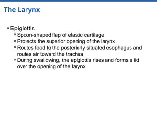 The Larynx
• Epiglottis
⚬Spoon-shaped flap of elastic cartilage
⚬Protects the superior opening of the larynx
⚬Routes food to the posteriorly situated esophagus and
routes air toward the trachea
⚬During swallowing, the epiglottis rises and forms a lid
over the opening of the larynx
 
