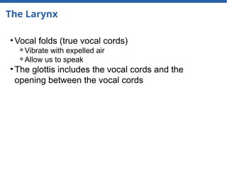 The Larynx
• Vocal folds (true vocal cords)
⚬Vibrate with expelled air
⚬Allow us to speak
• The glottis includes the vocal cords and the
opening between the vocal cords
 