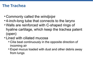 The Trachea
• Commonly called the windpipe
• 4-inch-long tube that connects to the larynx
• Walls are reinforced with C-shaped rings of
hyaline cartilage, which keep the trachea patent
(open)
• Lined with ciliated mucosa
⚬Cilia beat continuously in the opposite direction of
incoming air
⚬Expel mucus loaded with dust and other debris away
from lungs
 