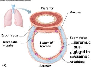 Esophagus
Posterior
Anterior
Trachealis
muscle
Submucosa
Adventitia
Hyaline
cartilage
(a)
Mucosa
Seromuc
ous
gland in
submuc
osa
Lumen of
trachea
Figure 13.3a Anatomy of the trachea and esophagus.
 