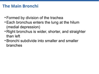 The Main Bronchi
• Formed by division of the trachea
• Each bronchus enters the lung at the hilum
(medial depression)
• Right bronchus is wider, shorter, and straighter
than left
• Bronchi subdivide into smaller and smaller
branches
 