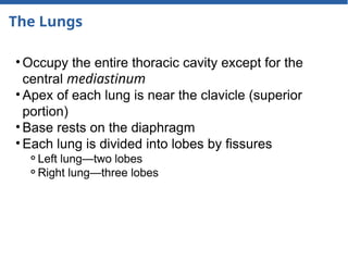 The Lungs
• Occupy the entire thoracic cavity except for the
central mediastinum
• Apex of each lung is near the clavicle (superior
portion)
• Base rests on the diaphragm
• Each lung is divided into lobes by fissures
⚬Left lung—two lobes
⚬Right lung—three lobes
 