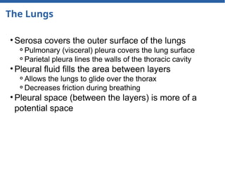 The Lungs
• Serosa covers the outer surface of the lungs
⚬Pulmonary (visceral) pleura covers the lung surface
⚬Parietal pleura lines the walls of the thoracic cavity
• Pleural fluid fills the area between layers
⚬Allows the lungs to glide over the thorax
⚬Decreases friction during breathing
• Pleural space (between the layers) is more of a
potential space
 