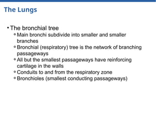 The Lungs
• The bronchial tree
⚬Main bronchi subdivide into smaller and smaller
branches
⚬Bronchial (respiratory) tree is the network of branching
passageways
⚬All but the smallest passageways have reinforcing
cartilage in the walls
⚬Conduits to and from the respiratory zone
⚬Bronchioles (smallest conducting passageways)
 
