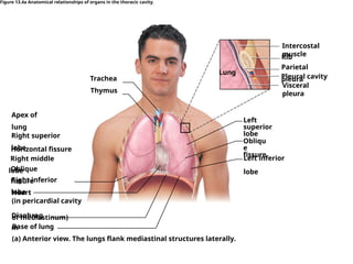 Figure 13.4a Anatomical relationships of organs in the thoracic cavity.
Visceral
pleura
Rib
Pleural cavity
Left
superior
lobe
Left inferior
lobe
Obliqu
e
ﬁssure
Thymus
Trachea
Apex of
lung
Right superior
lobe
Horizontal ﬁssure
Oblique
ﬁssure
Right middle
lobe
Right inferior
lobe
Heart
(in pericardial cavity
of mediastinum)
Diaphrag
m
Base of lung
Lung
Parietal
pleura
(a) Anterior view. The lungs ﬂank mediastinal structures laterally.
Intercostal
muscle
 