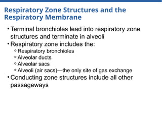 Respiratory Zone Structures and the
Respiratory Membrane
• Terminal bronchioles lead into respiratory zone
structures and terminate in alveoli
• Respiratory zone includes the:
⚬Respiratory bronchioles
⚬Alveolar ducts
⚬Alveolar sacs
⚬Alveoli (air sacs)—the only site of gas exchange
• Conducting zone structures include all other
passageways
 