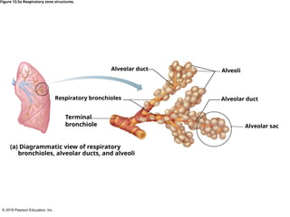 © 2018 Pearson Education, Inc.
Respiratory bronchioles
Terminal
bronchiole
Alveoli
Alveolar duct
Alveolar sac
Alveolar duct
(a) Diagrammatic view of respiratory
bronchioles, alveolar ducts, and alveoli
Figure 13.5a Respiratory zone structures.
 