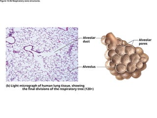 Alveolar
pores
Alveolus
(b) Light micrograph of human lung tissue, showing
the ﬁnal divisions of the respiratory tree (120×)
Alveolar
duct
Figure 13.5b Respiratory zone structures.
 