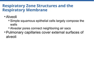 Respiratory Zone Structures and the
Respiratory Membrane
• Alveoli
⚬Simple squamous epithelial cells largely compose the
walls
⚬Alveolar pores connect neighboring air sacs
• Pulmonary capillaries cover external surfaces of
alveoli
 