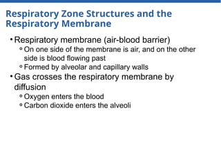 Respiratory Zone Structures and the
Respiratory Membrane
• Respiratory membrane (air-blood barrier)
⚬On one side of the membrane is air, and on the other
side is blood flowing past
⚬Formed by alveolar and capillary walls
• Gas crosses the respiratory membrane by
diffusion
⚬Oxygen enters the blood
⚬Carbon dioxide enters the alveoli
 
