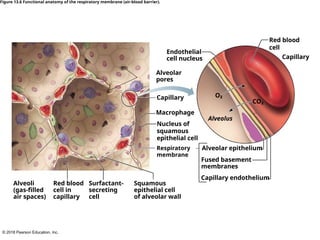 © 2018 Pearson Education, Inc.
Capillary endothelium
Alveolar epithelium
Red blood
cell
Capillary
Surfactant-
secreting
cell
Squamous
epithelial cell
of alveolar wall
Endothelial
cell nucleus
Macrophage
Alveoli
(gas-ﬁlled
air spaces)
Red blood
cell in
capillary
Alveolar
pores
Respiratory
membrane
Capillary
Nucleus of
squamous
epithelial cell
Alveolus
Fused basement
membranes
Figure 13.6 Functional anatomy of the respiratory membrane (air-blood barrier).
O₂
CO₂
 