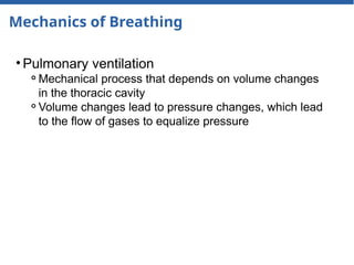 Mechanics of Breathing
• Pulmonary ventilation
⚬Mechanical process that depends on volume changes
in the thoracic cavity
⚬Volume changes lead to pressure changes, which lead
to the flow of gases to equalize pressure
 