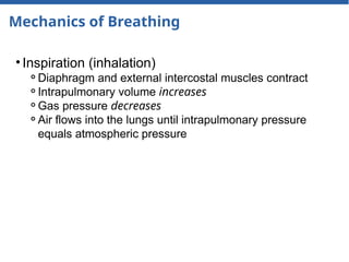 Mechanics of Breathing
• Inspiration (inhalation)
⚬Diaphragm and external intercostal muscles contract
⚬Intrapulmonary volume increases
⚬Gas pressure decreases
⚬Air flows into the lungs until intrapulmonary pressure
equals atmospheric pressure
 