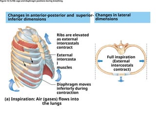 (a) Inspiration: Air (gases) ﬂows into
the lungs
Changes in lateral
dimensions
Changes in anterior-posterior and superior-
inferior dimensions
Figure 13.7a Rib cage and diaphragm positions during breathing.
Ribs are elevated
as external
intercostals
contract
External
intercosta
l
muscles
Diaphragm moves
inferiorly during
contraction
Full inspiration
(External
intercostals
contract)
 