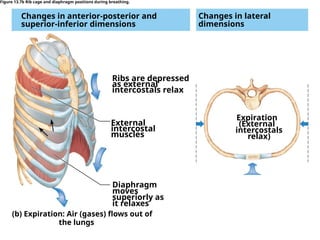 Ribs are depressed
as external
intercostals relax
(b) Expiration: Air (gases) ﬂows out of
the lungs
External
intercostal
muscles
Diaphragm
moves
superiorly as
it relaxes
Changes in lateral
dimensions
Changes in anterior-posterior and
superior-inferior dimensions
Figure 13.7b Rib cage and diaphragm positions during breathing.
Expiration
(External
intercostals
relax)
 