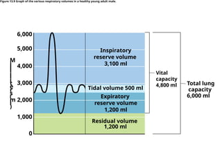 Vital
capacity
4,800 ml Total lung
capacity
6,000 ml
Inspiratory
reserve volume
3,100 ml
Tidal volume 500 ml
Expiratory
reserve volume
1,200 ml
Residual volume
1,200 ml
M
i
l
l
i
l
i
t
e
r
s
(
m
l
)
1,000
2,000
3,000
4,000
5,000
6,000
0
Figure 13.9 Graph of the various respiratory volumes in a healthy young adult male.
 