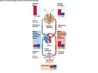 External
respiration
Pulmonary
veins
Inspired
air:
Blood
leaving
tissues and
entering
lungs:
Pulmonary
arteries Alveolar
capillaries
Tissue
capillaries
Systemic
veins
Systemic
arteries
Internal
respiration
CO₂
O
₂
CO₂
O
₂
Alveoli
of lungs:
CO₂ O
₂
CO₂
O
₂
CO₂
O
₂
Blood
leaving lungs
and entering
tissue
capillaries:
Heart
CO₂
O
₂
Tissue cells:
CO₂ O
₂
Figure 13.10 Gas exchanges in external and internal respiration.
 