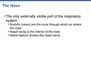 The Nose
• The only externally visible part of the respiratory
system
⚬Nostrils (nares) are the route through which air enters
the nose
⚬Nasal cavity is the interior of the nose
⚬Nasal septum divides the nasal cavity
 