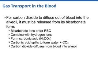 Gas Transport in the Blood
• For carbon dioxide to diffuse out of blood into the
alveoli, it must be released from its bicarbonate
form:
⚬Bicarbonate ions enter RBC
⚬Combine with hydrogen ions
⚬Form carbonic acid (H CO )
₂ ₃
⚬Carbonic acid splits to form water + CO₂
⚬Carbon dioxide diffuses from blood into alveoli
 
