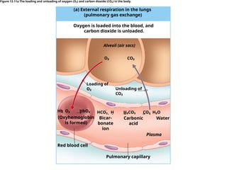 (a) External respiration in the lungs
(pulmonary gas exchange)
Oxygen is loaded into the blood, and
carbon dioxide is unloaded.
Alveoli (air sacs)
O₂ CO₂
Loading of
O₂ Unloading of
CO₂
Hb O₂ HbO₂
 HCO₃ H H₂CO₃ CO₂ H₂O
   
(Oxyhemoglobin
is formed)
Bicar-
bonate
ion
Carbonic
acid
Water
Red blood cell
Pulmonary capillary
Plasma
Figure 13.11a The loading and unloading of oxygen (O₂) and carbon dioxide (CO₂) in the body.
 