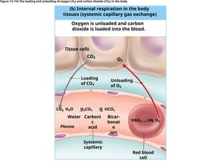 (b) Internal respiration in the body
tissues (systemic capillary gas exchange)
Oxygen is unloaded and carbon
dioxide is loaded into the blood.
Tissue cells
CO₂
O₂
Unloading
of O₂
Loading
of CO₂
HbO₂ Hb O₂

Water Bicar-
bonat
e
ion
Systemic
capillary
Red blood
cell
Carboni
c
acid
CO₂ H₂O H₂CO₃ H HCO₃
   
Plasma
Figure 13.11b The loading and unloading of oxygen (O₂) and carbon dioxide (CO₂) in the body.
 