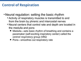 Control of Respiration
• Neural regulation: setting the basic rhythm
⚬Activity of respiratory muscles is transmitted to and
from the brain by phrenic and intercostal nerves
⚬Neural centers that control rate and depth are located in
the medulla and pons
￭ Medulla—sets basic rhythm of breathing and contains a
pacemaker (self-exciting inspiratory center) called the
ventral respiratory group (VRG)
￭ Pons—smoothes out respiratory rate
 