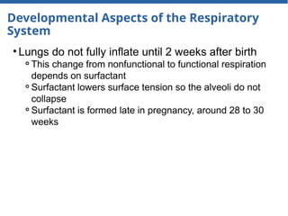 Developmental Aspects of the Respiratory
System
• Lungs do not fully inflate until 2 weeks after birth
⚬This change from nonfunctional to functional respiration
depends on surfactant
⚬Surfactant lowers surface tension so the alveoli do not
collapse
⚬Surfactant is formed late in pregnancy, around 28 to 30
weeks
 