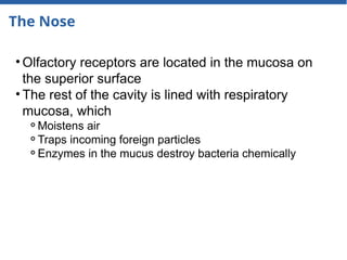 The Nose
• Olfactory receptors are located in the mucosa on
the superior surface
• The rest of the cavity is lined with respiratory
mucosa, which
⚬Moistens air
⚬Traps incoming foreign particles
⚬Enzymes in the mucus destroy bacteria chemically
 