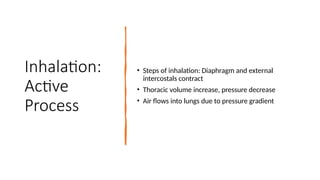 Respiratory System - Basic understandings | PPTX