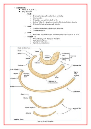 RESPIRATORY SYSTEM.pdf.... you will love this | PDF